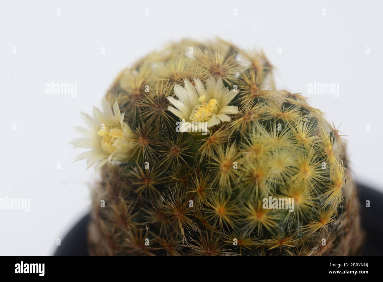 Blooming white  flower of Mammillaria schiedeana  cactus on  white  background with copy space for text Stock Photo