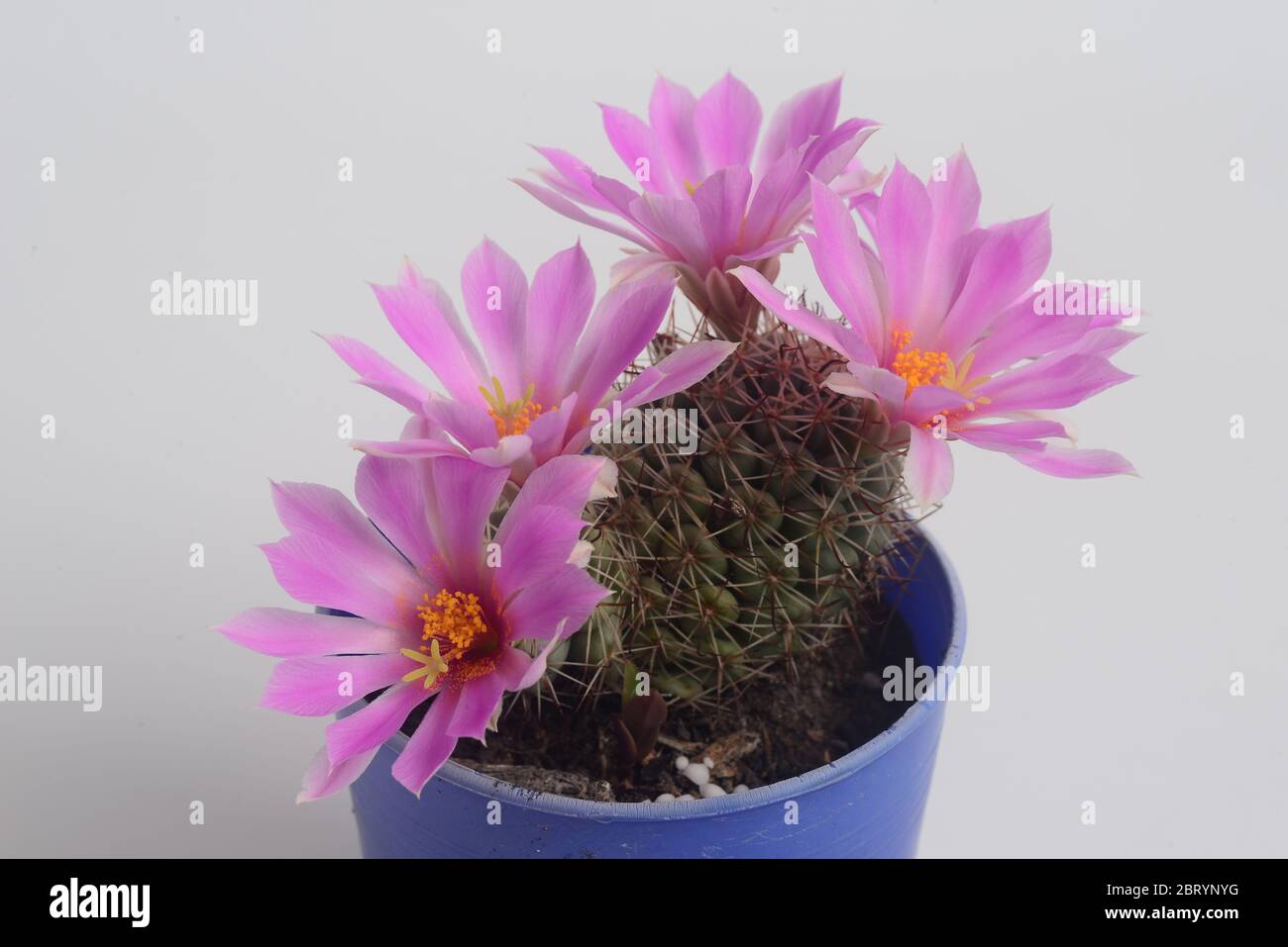 Blooming pink  flower of Mammillaria schumannii  cactus on  white  background with copy space for text Stock Photo