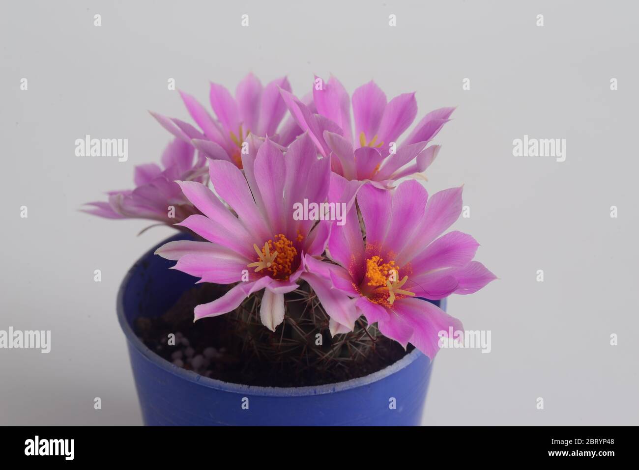 Blooming pink  flower of Mammillaria schumannii  cactus on  white  background with copy space for text Stock Photo