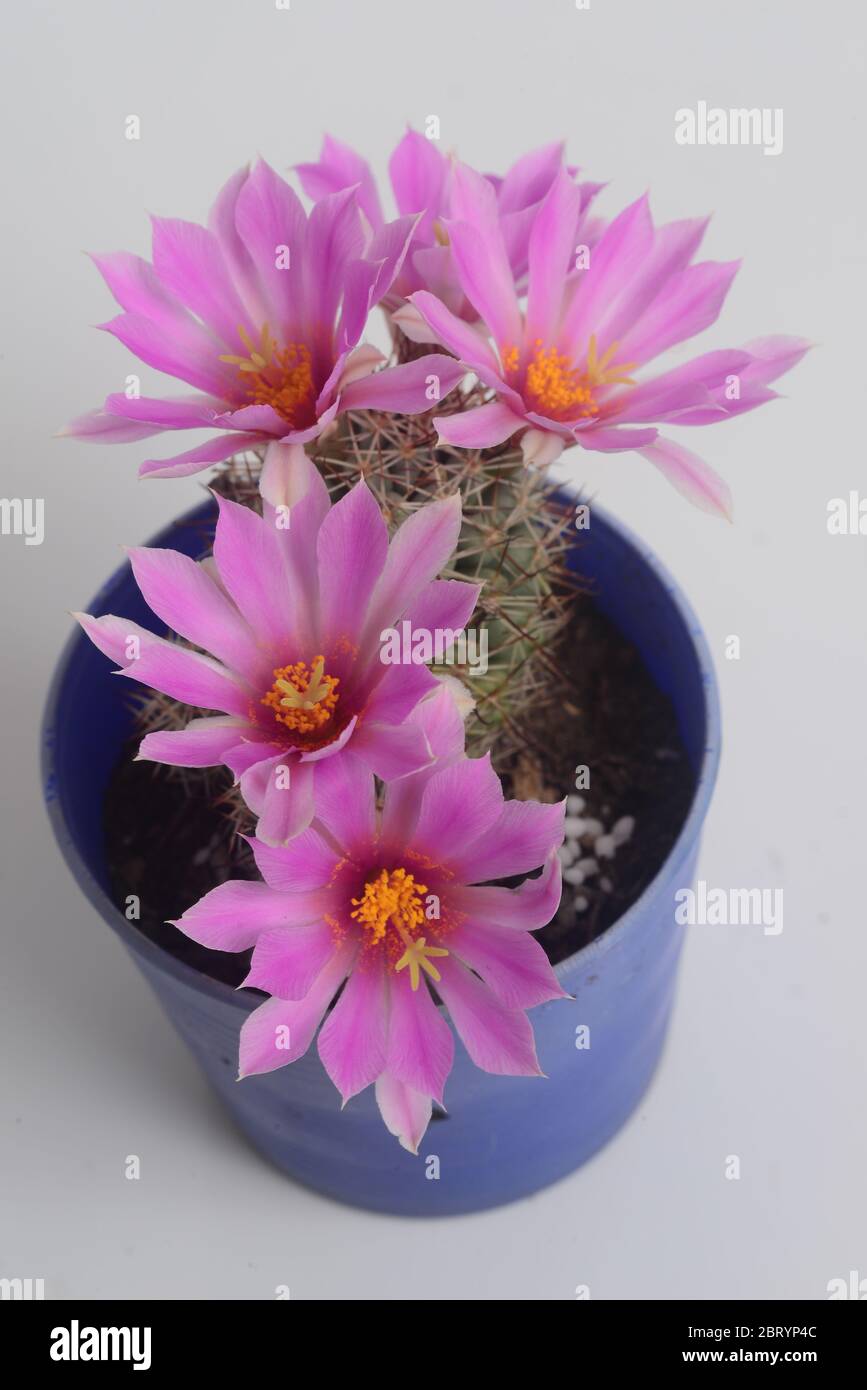 Blooming pink  flower of Mammillaria schumannii  cactus on  white  background Stock Photo