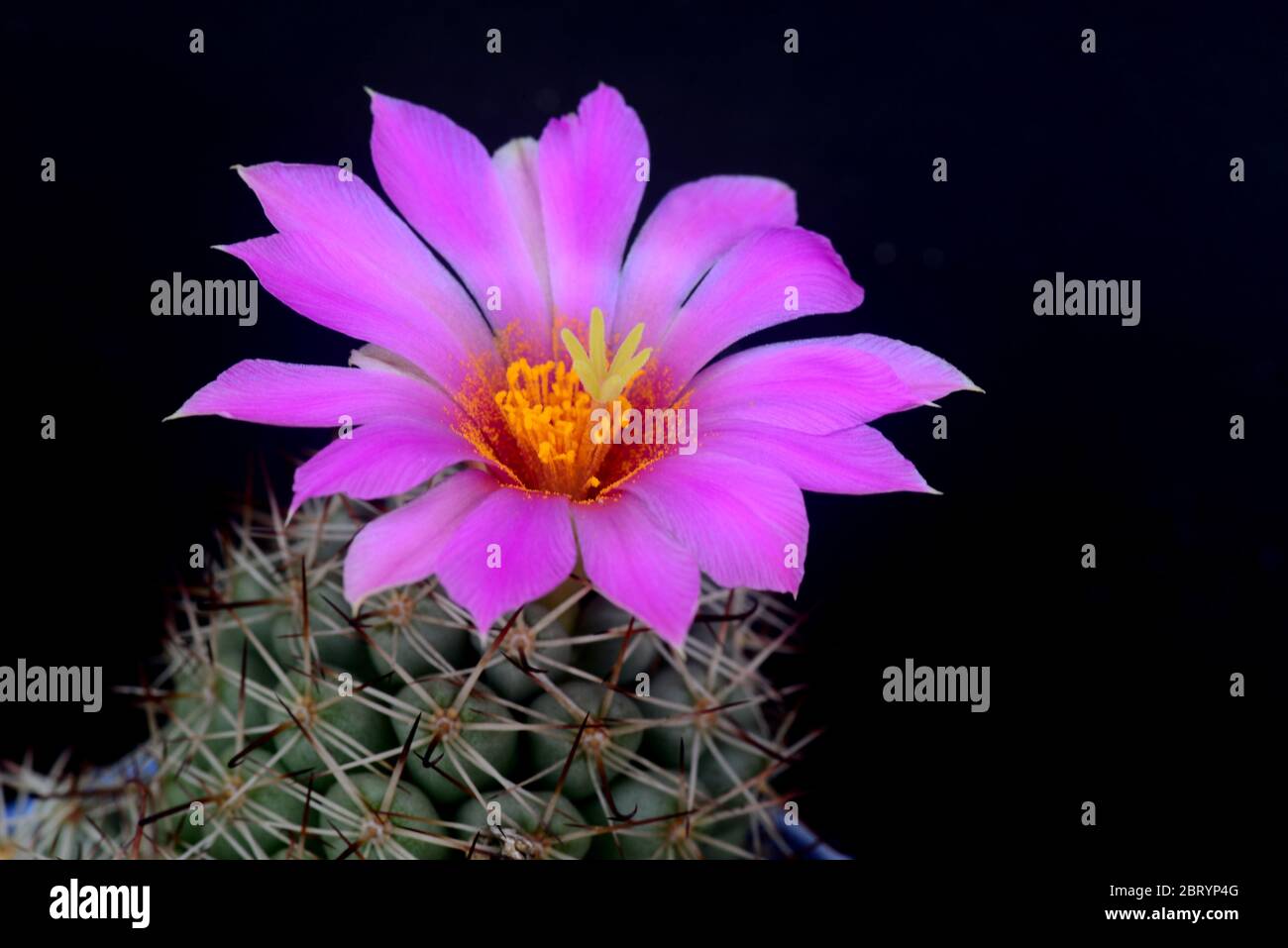 Blooming pink  flower of Mammillaria schumannii  cactus on  black  background with copy space for text Stock Photo