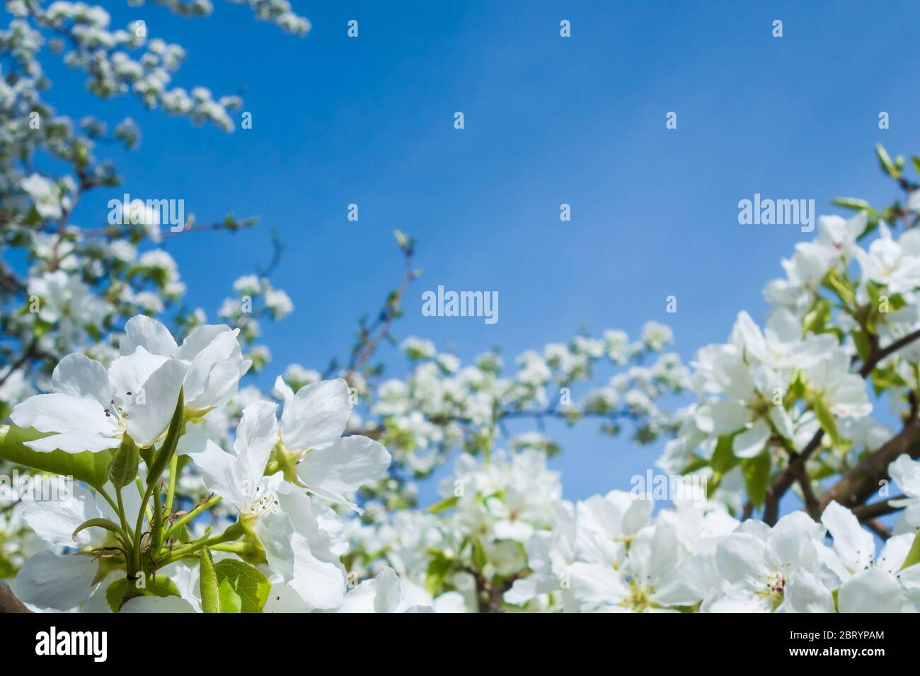 Tree branches with white flowers on a background of blue sky. Flowering ...