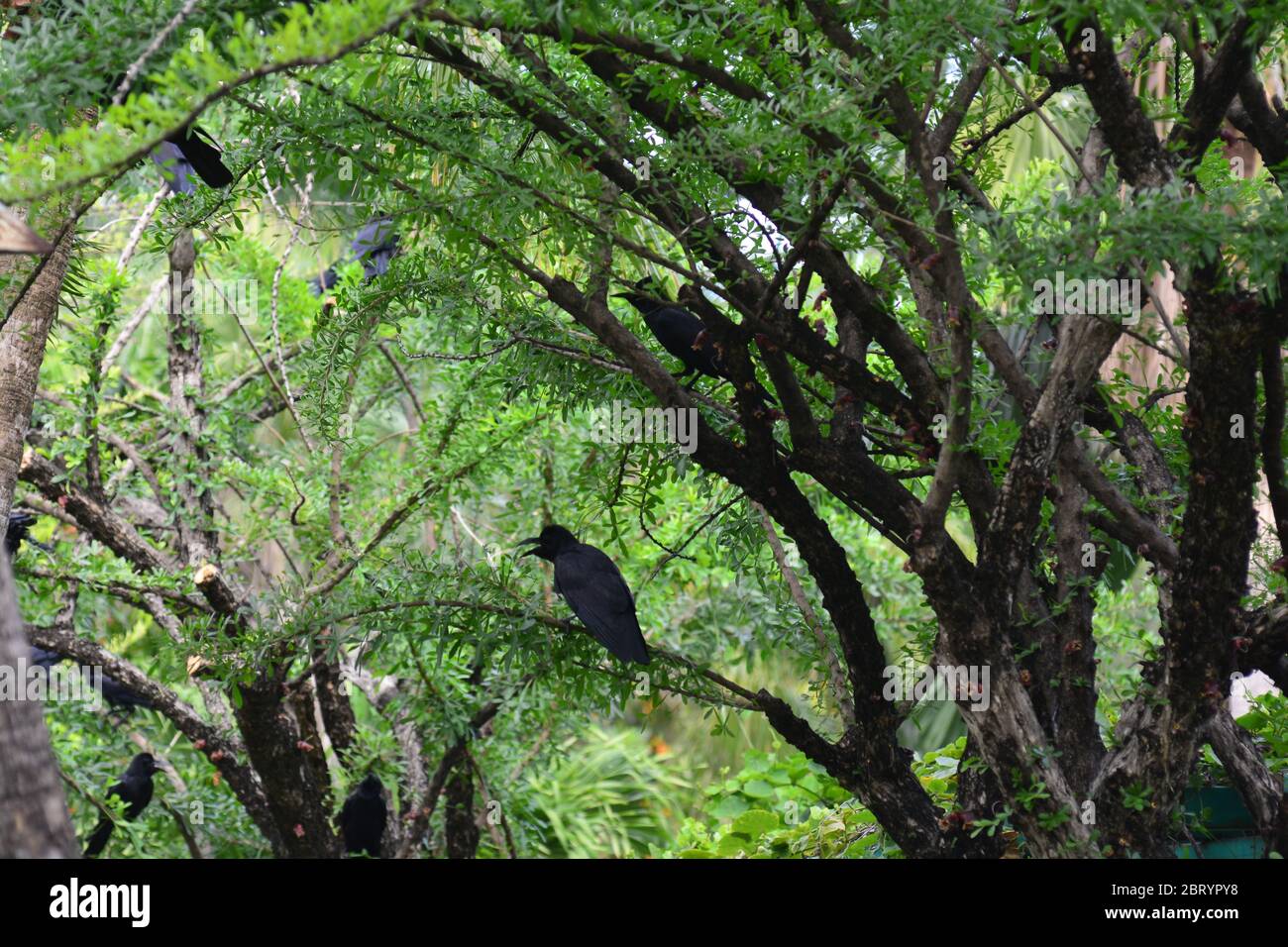 jungle crow, large-billed crow, thick-billed crow on tree Stock Photo
