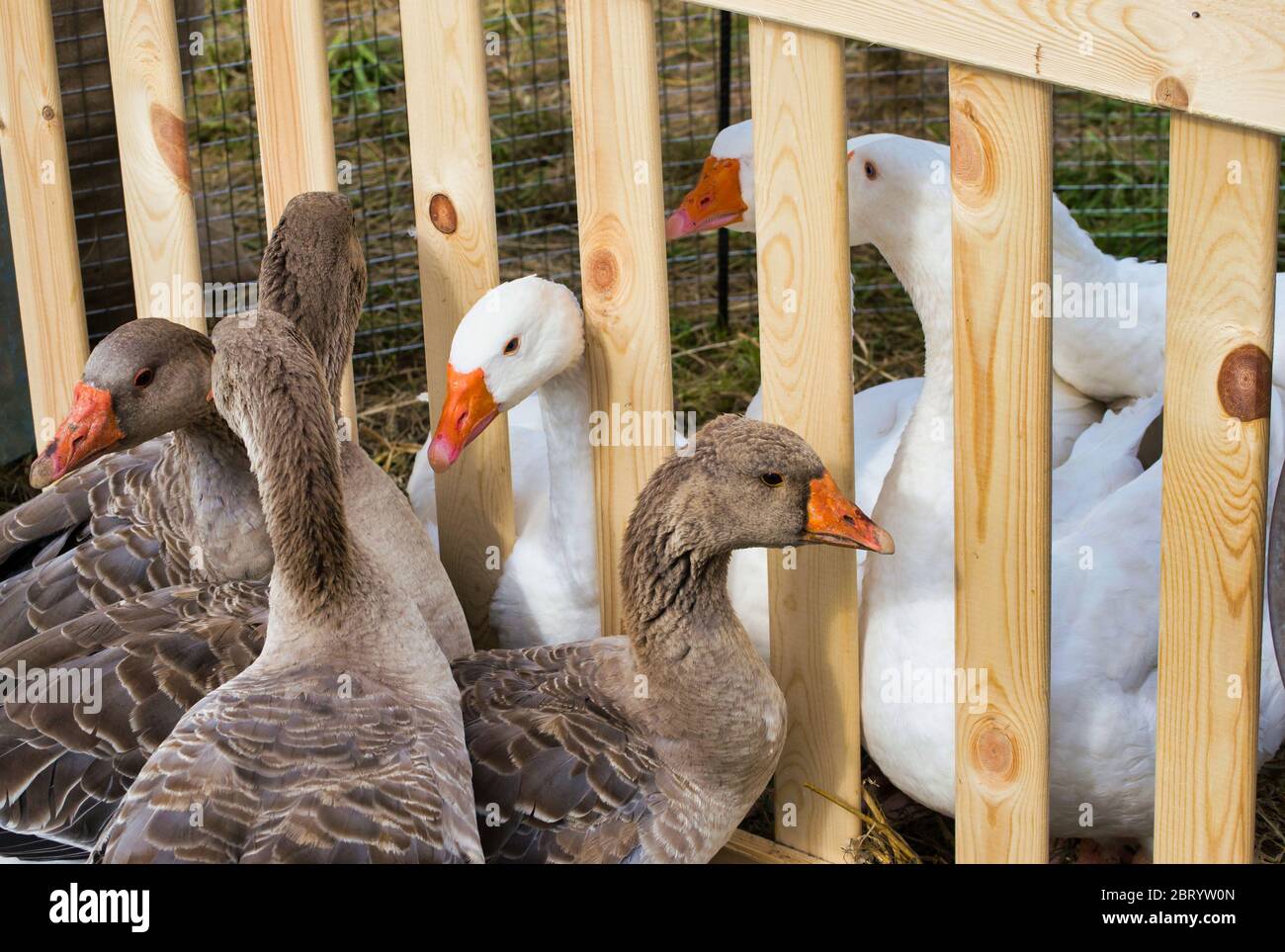 grey and white geese in an aviary with a wooden partition Stock Photo