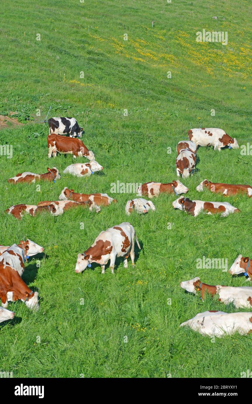 herd of Montbeliarde cows grazing in a pasture of Cezallier plateau, Puy-de-Dome, Auvergne, Massif-Central, France Stock Photo