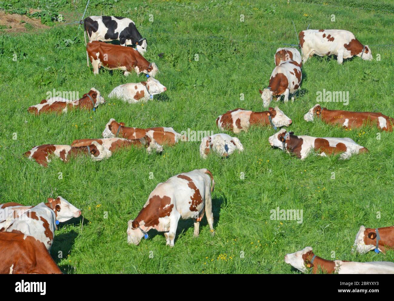 herd of Montbeliarde cows grazing in a pasture of Cezallier plateau, Puy-de-Dome, Auvergne, Massif-Central, France Stock Photo