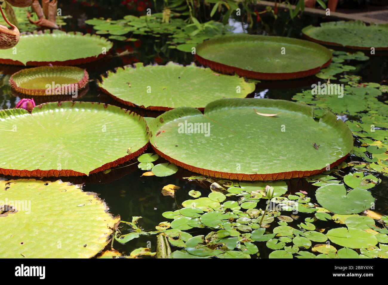 Giant lily pad. Nymphaeaceae. Large water lily pads in the Winter