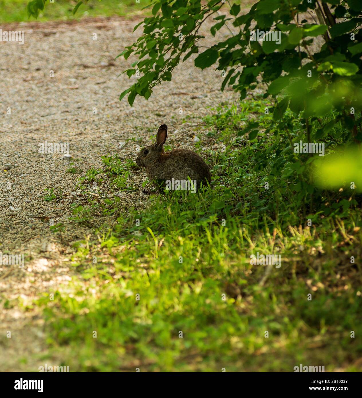 Woman sits on grass outdoors hi-res stock photography and images - Alamy