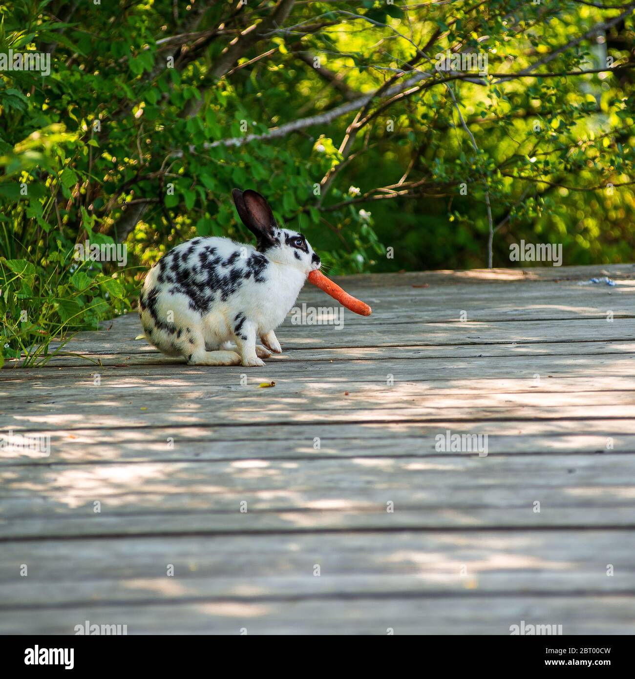 A spotted rabbit hops away with a carrot left on a deck for him Stock