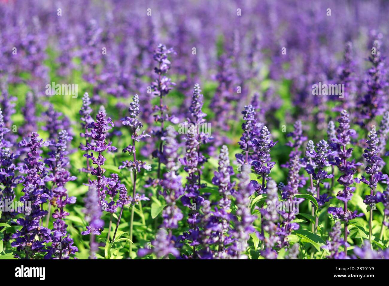 Blue salvia on the field of salvia flowers with blurred background. Stock Photo