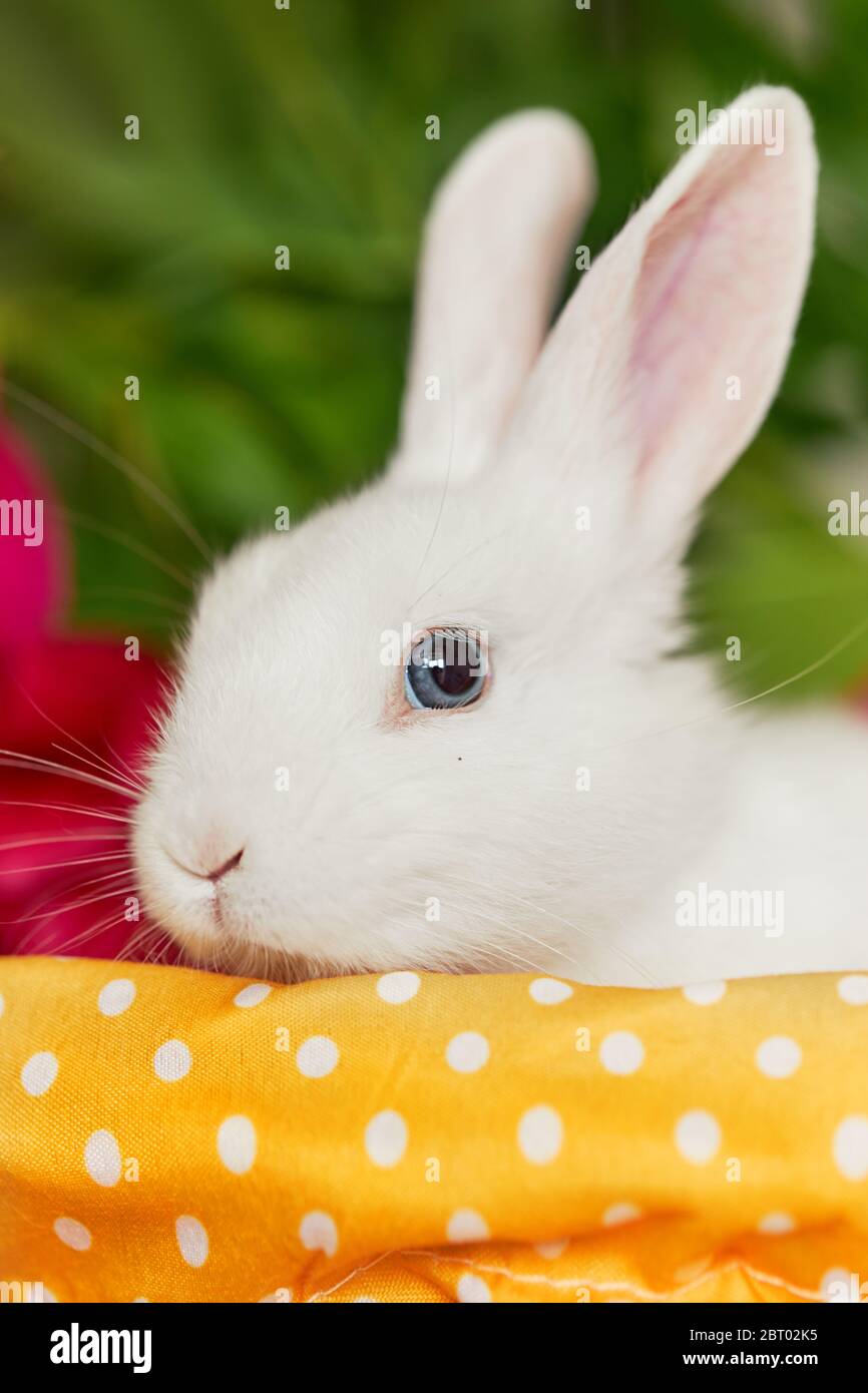 Little cute white rabbit in basket with spring flowers Stock Photo - Alamy