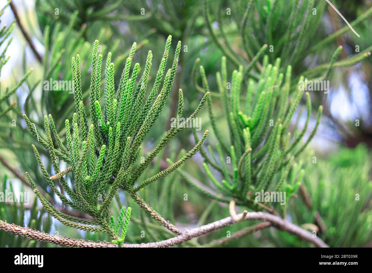 The leaves of pine on the brunch with blurred background. Stock Photo