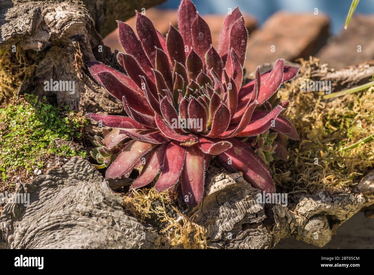 Colorful red sempervivum houseleek succulent plants in a stone garden. Close up. Stock Photo
