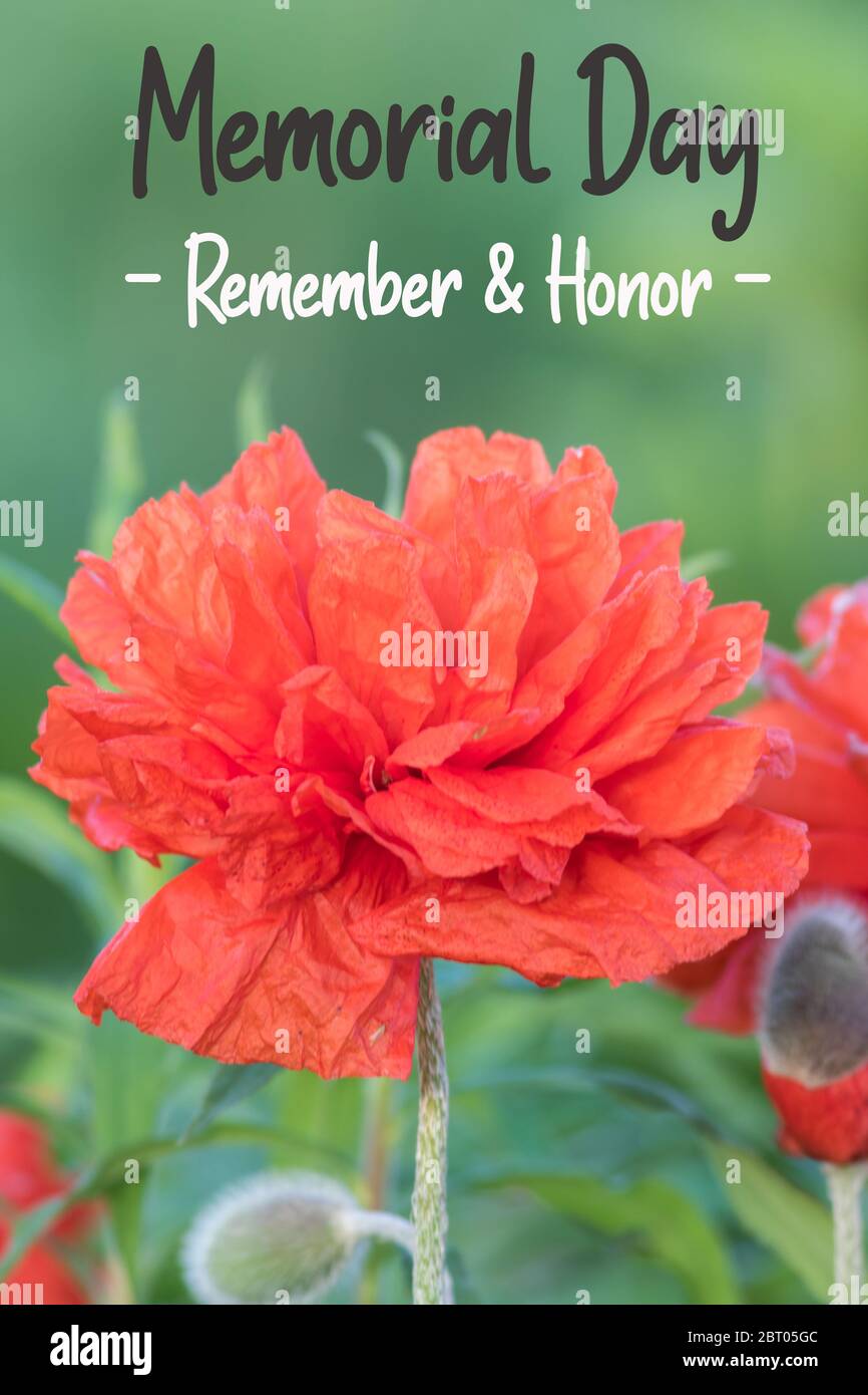 Red Poppy flower for Memorial Day Remember and Honor text portrait