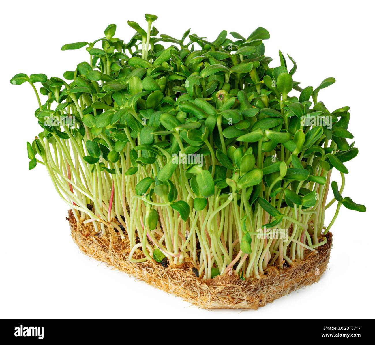 Micro green sprouts of borago or cucumber grass isolated on white Stock Photo