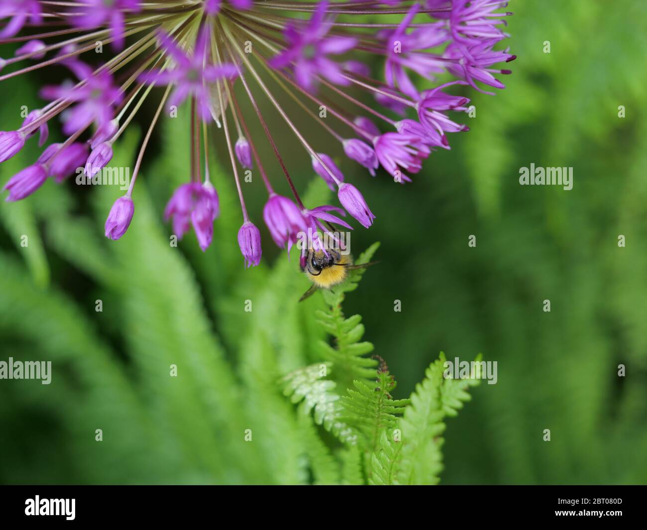Bee on purple allium Stock Photo