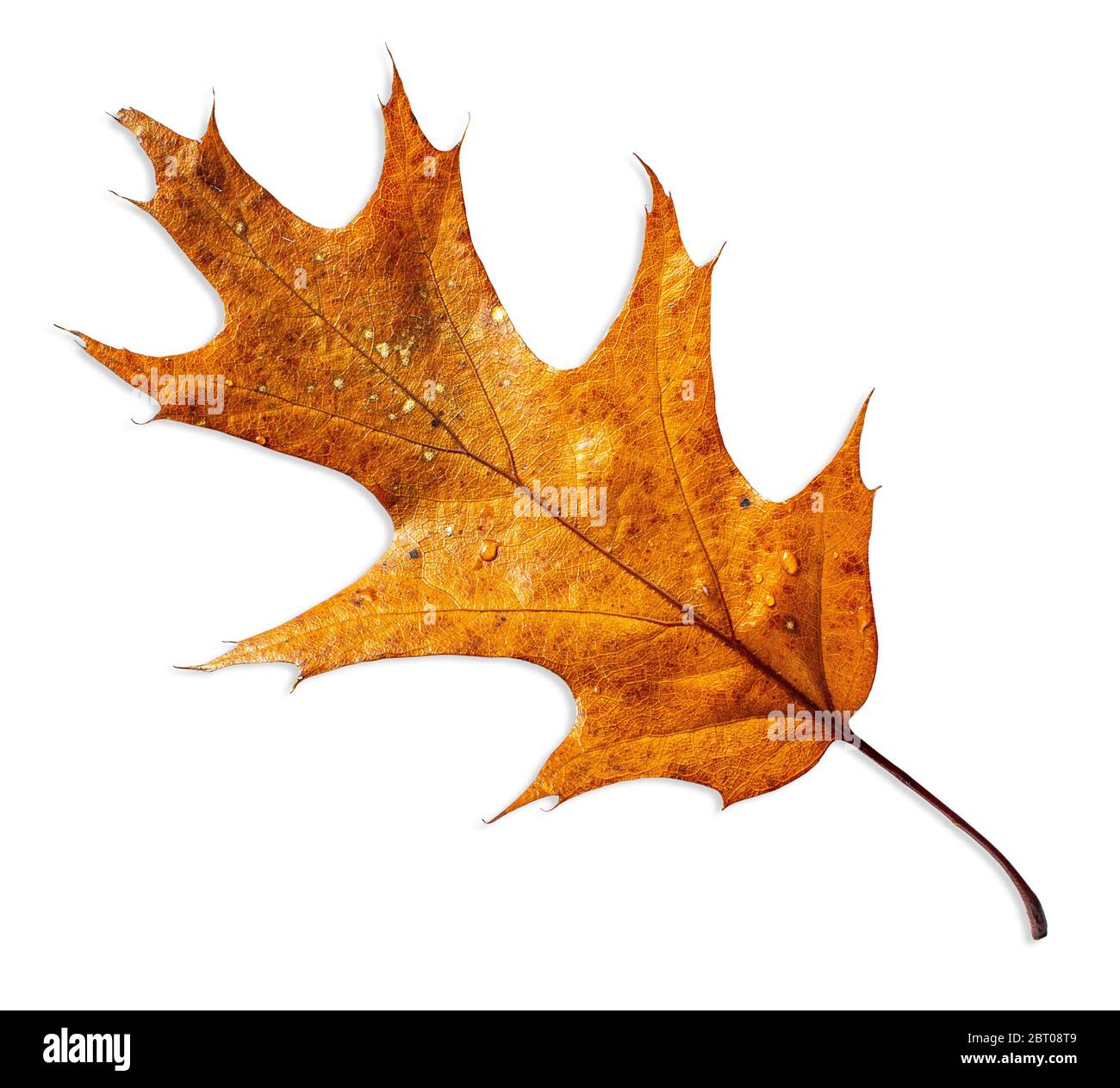 Dry leaf of ocher color. Autumn leaf on white background Stock Photo ...