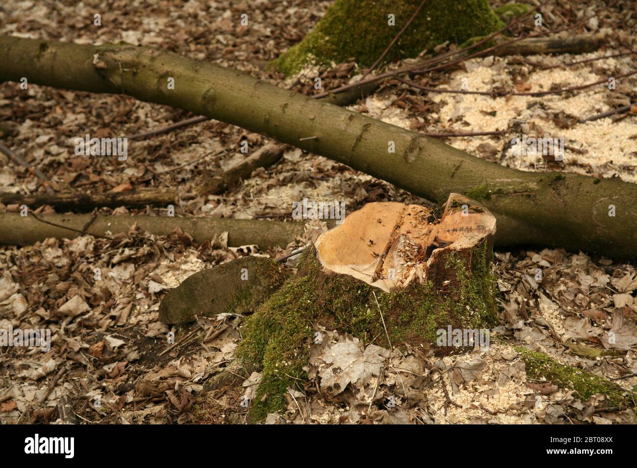 tree wood trunk snag clearing sawdust forest forestry baumfllung gefllt Stock Photo