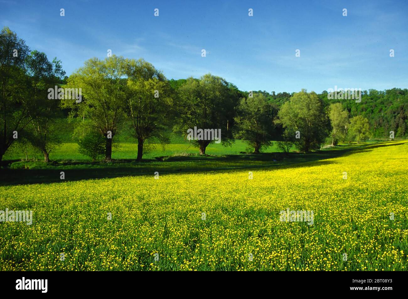tree trees grasses spring sunshine May browse idyll snug meadow firmament sky Stock Photo