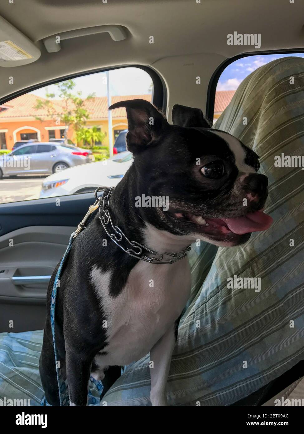 Boston terrier talking in deals car