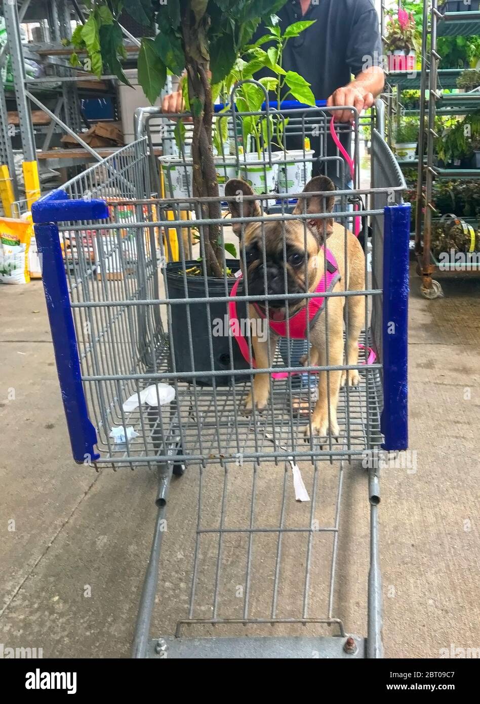 French cart hires stock photography and images Alamy