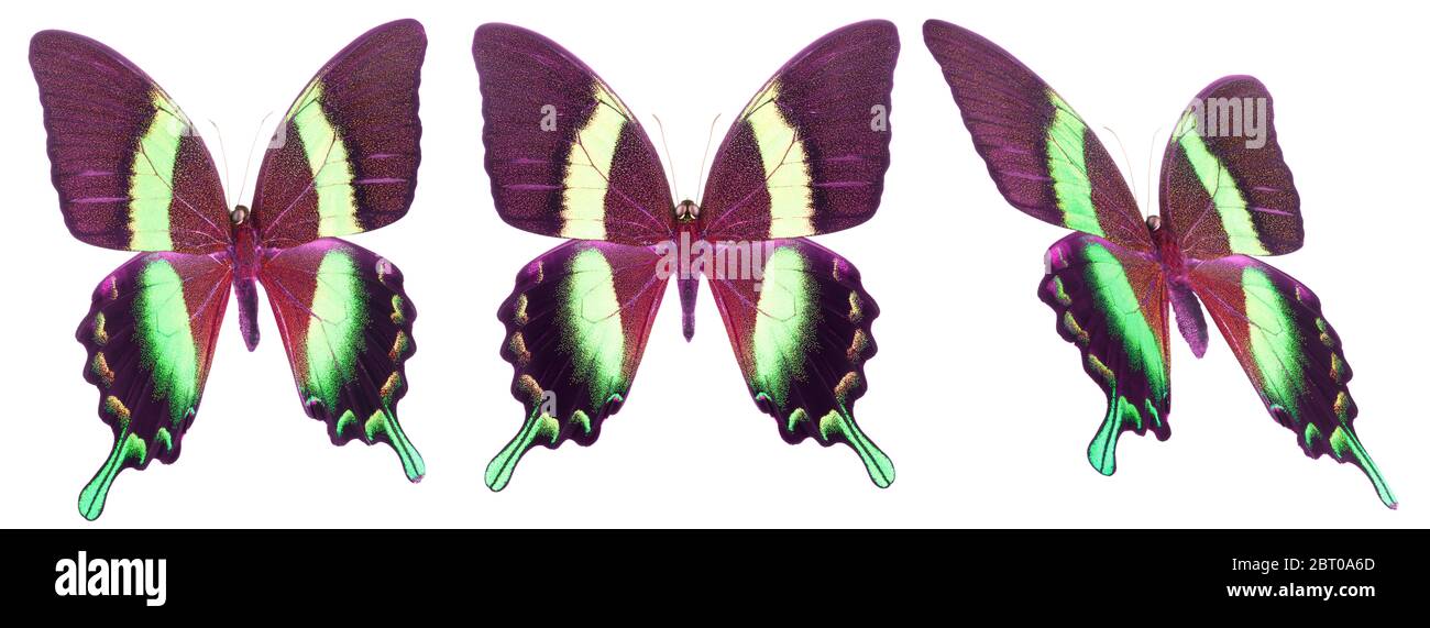 Set of colorful butterflies isolated on a white background Stock Photo ...