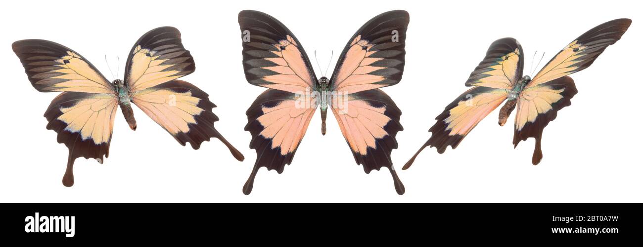 Set of colorful butterflies isolated on a white background Stock Photo ...
