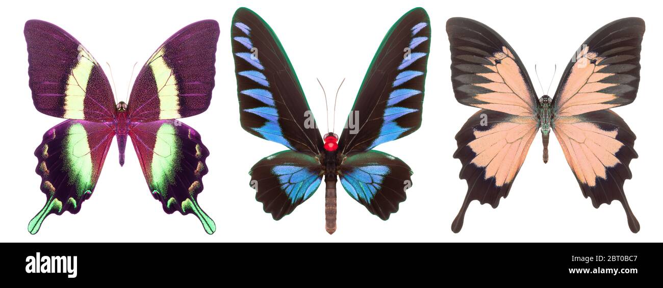 Set of colorful butterflies isolated on a white background Stock Photo ...