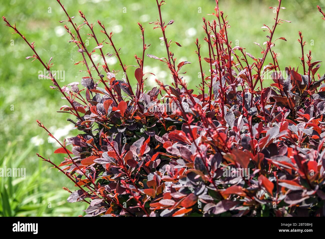 Japanese Barberry Berberis thunbergii 'Coronita' foliage Berberis hedge Stock Photo