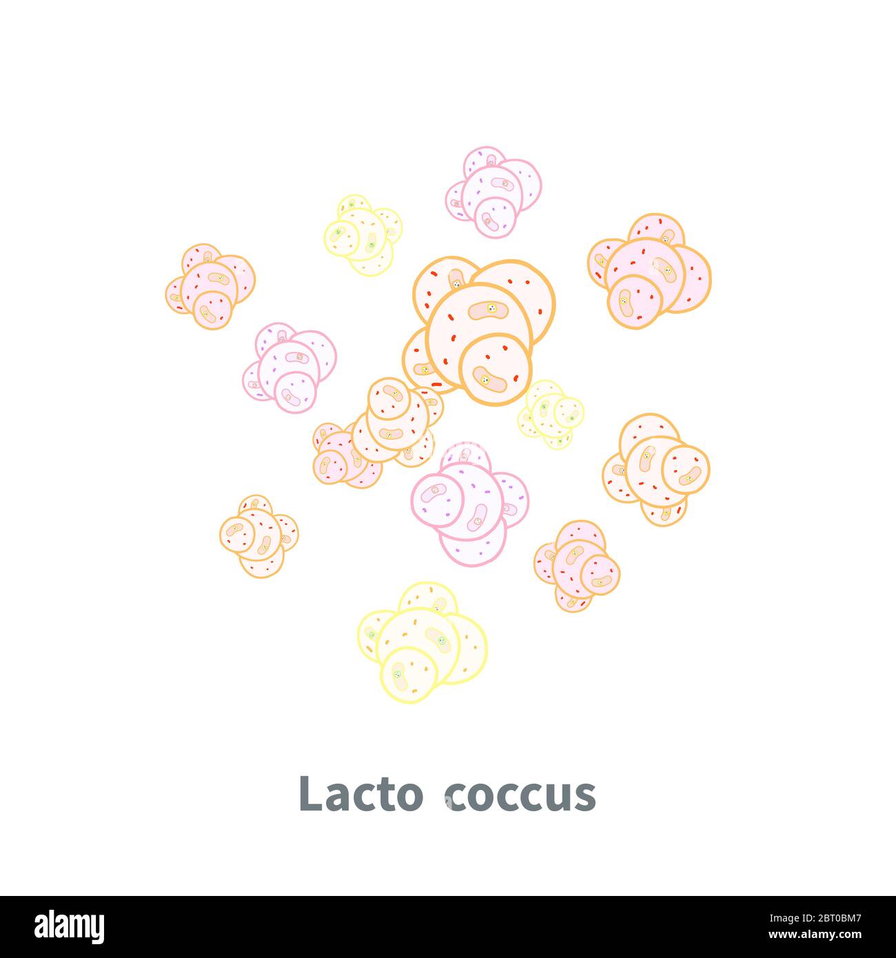 Lactococcus probiotics on white Stock Vector