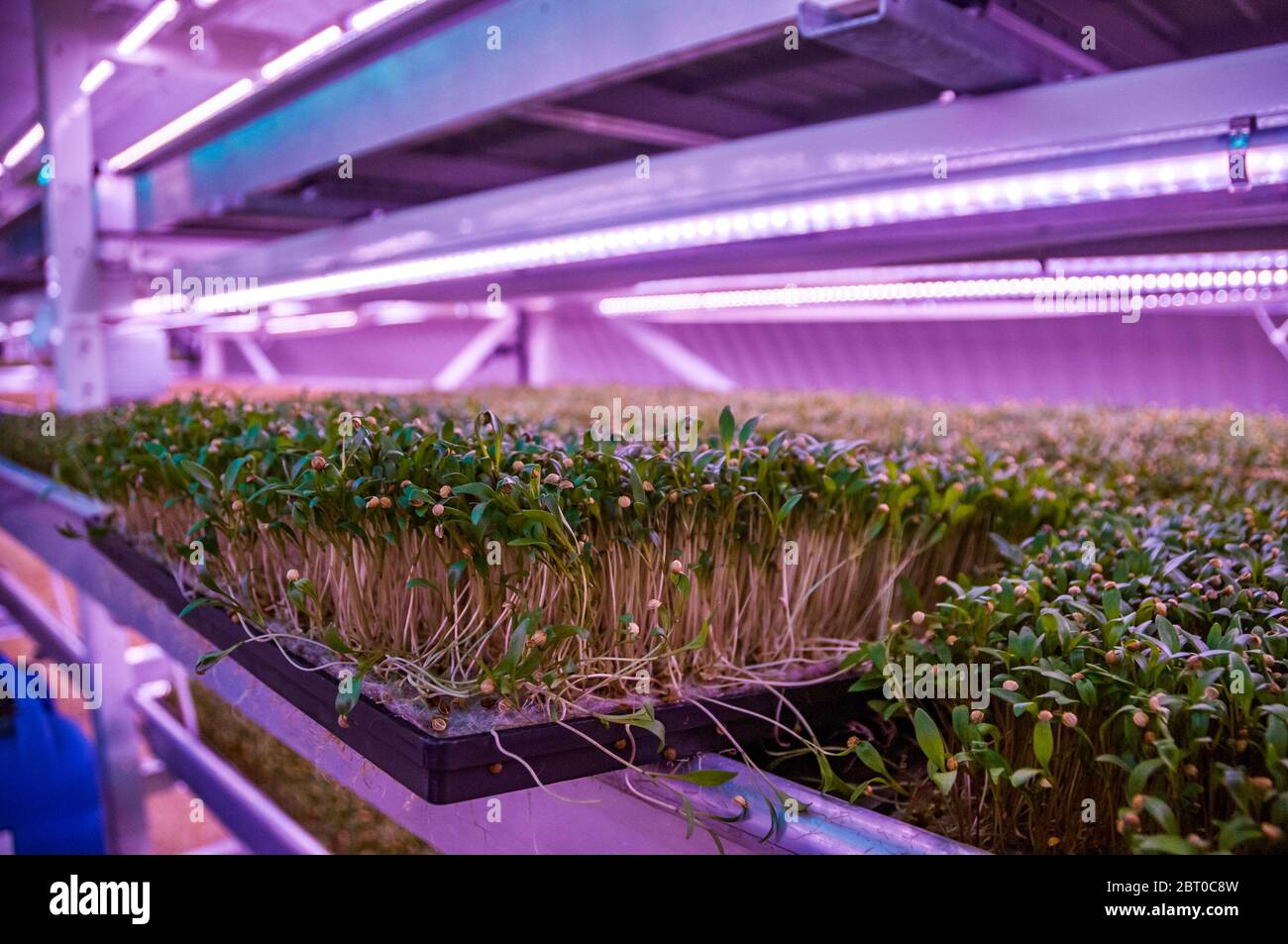 Coriander (cilantro) micro greens growing using hydroponics in an old
