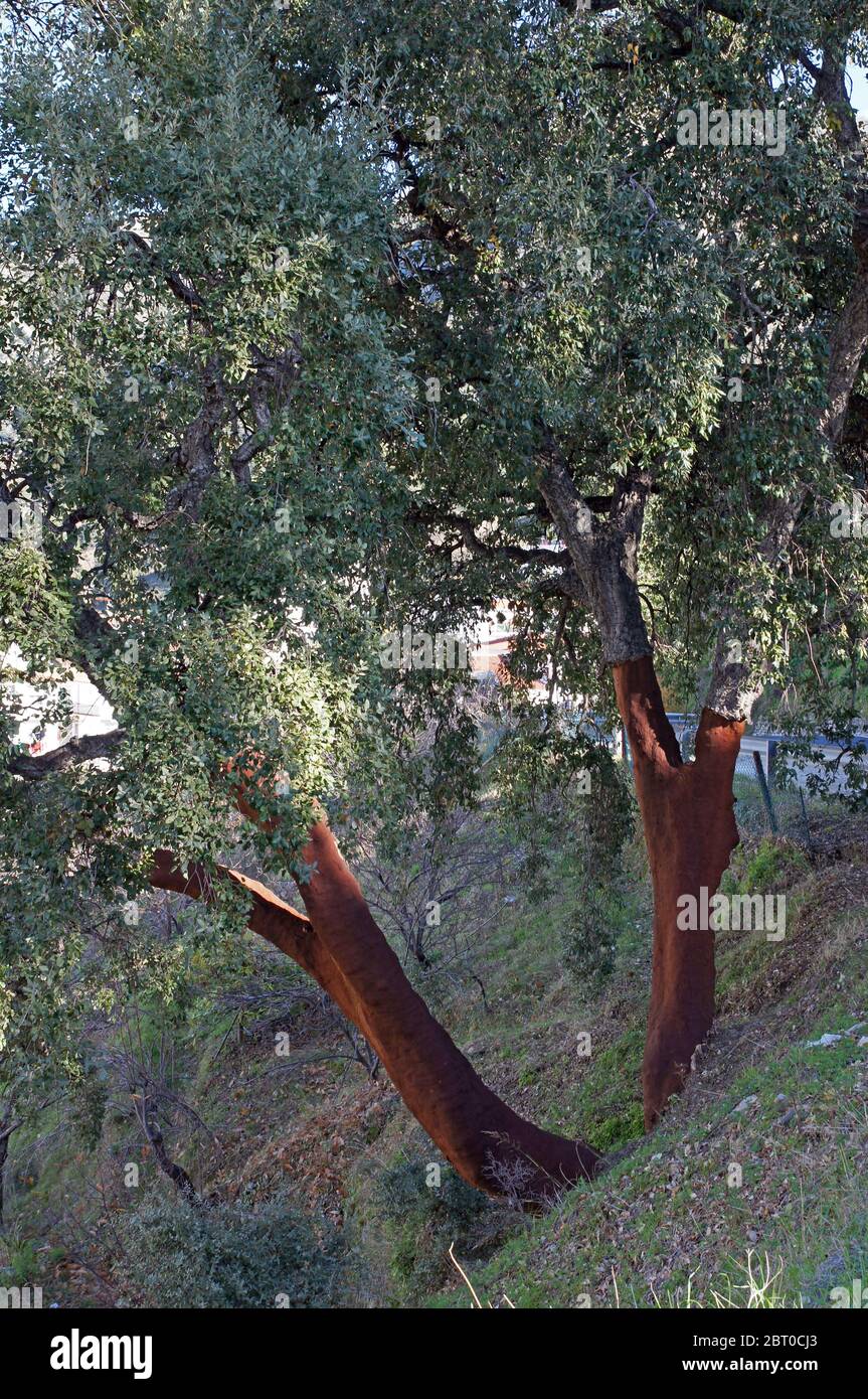 Andalucia in Spain: Cork oaks near the pretty Spanish village of Istán Stock Photo