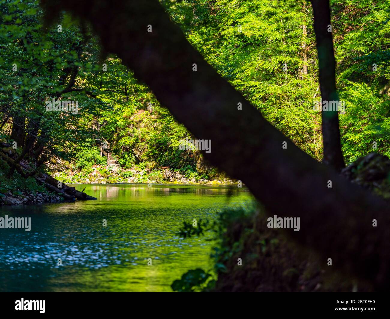 Stunning Spring Green nature color in forest near source of river Kupa in Croatia Europe tree silhouette silhouetting against warm light background Stock Photo