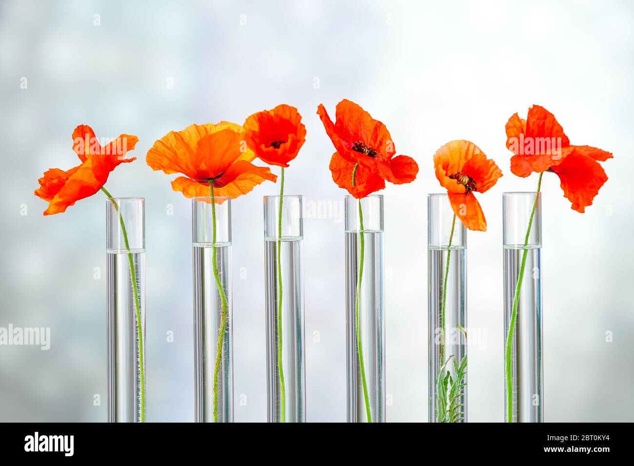 Poppies in test tube for herbal medicine and medicinal research. Stock Photo