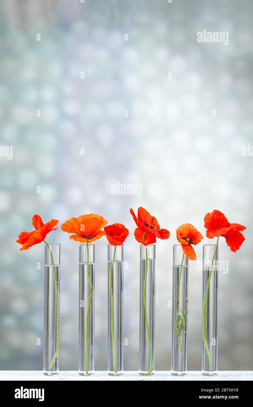 Poppies in test tube for herbal medicine and medicinal research. Stock Photo