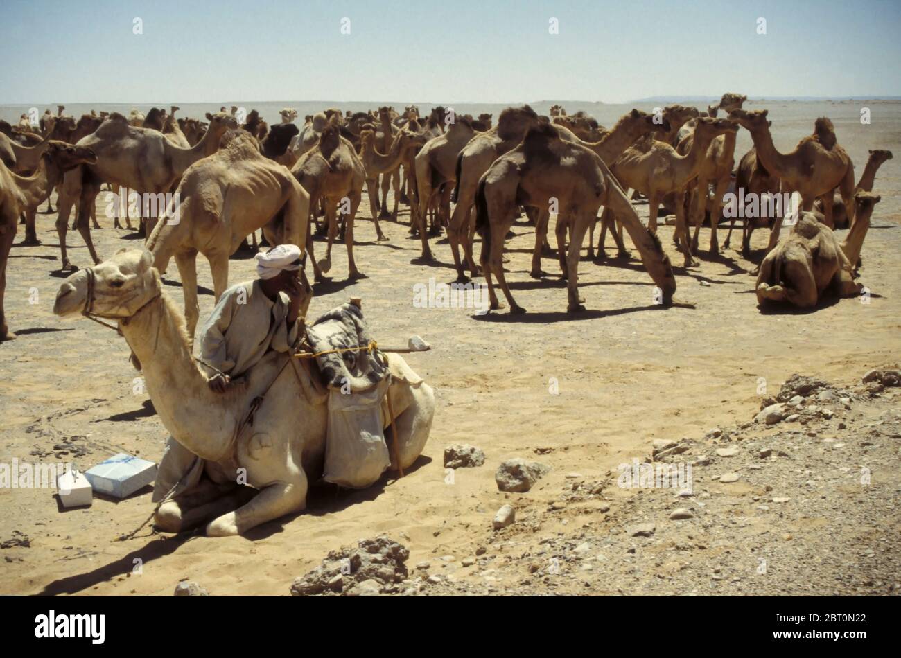 Camels in the desert near Cairo, Egypt, Africa Stock Photo - Alamy