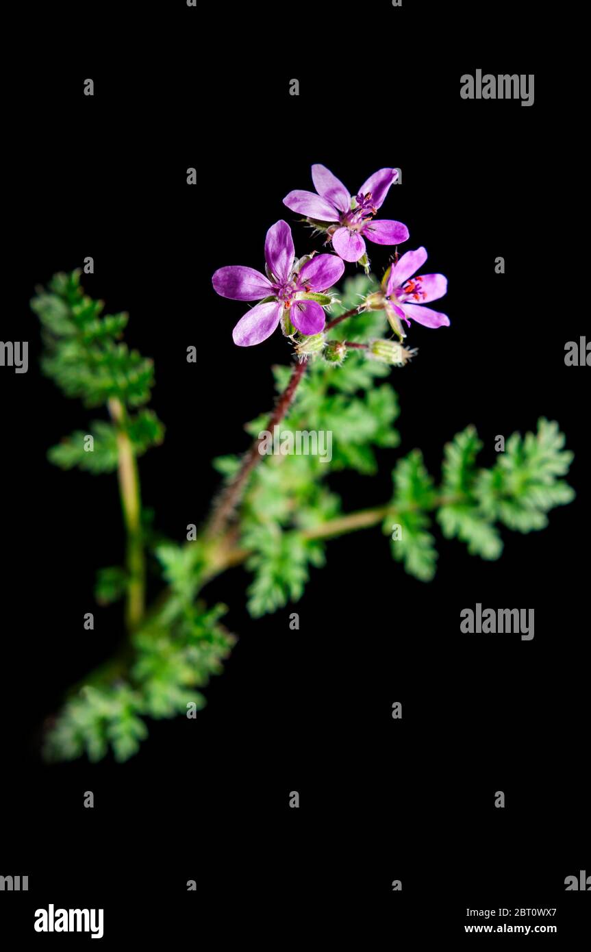 Close up Of A Cranesbill Plant lat Geranium Pelargonium With 