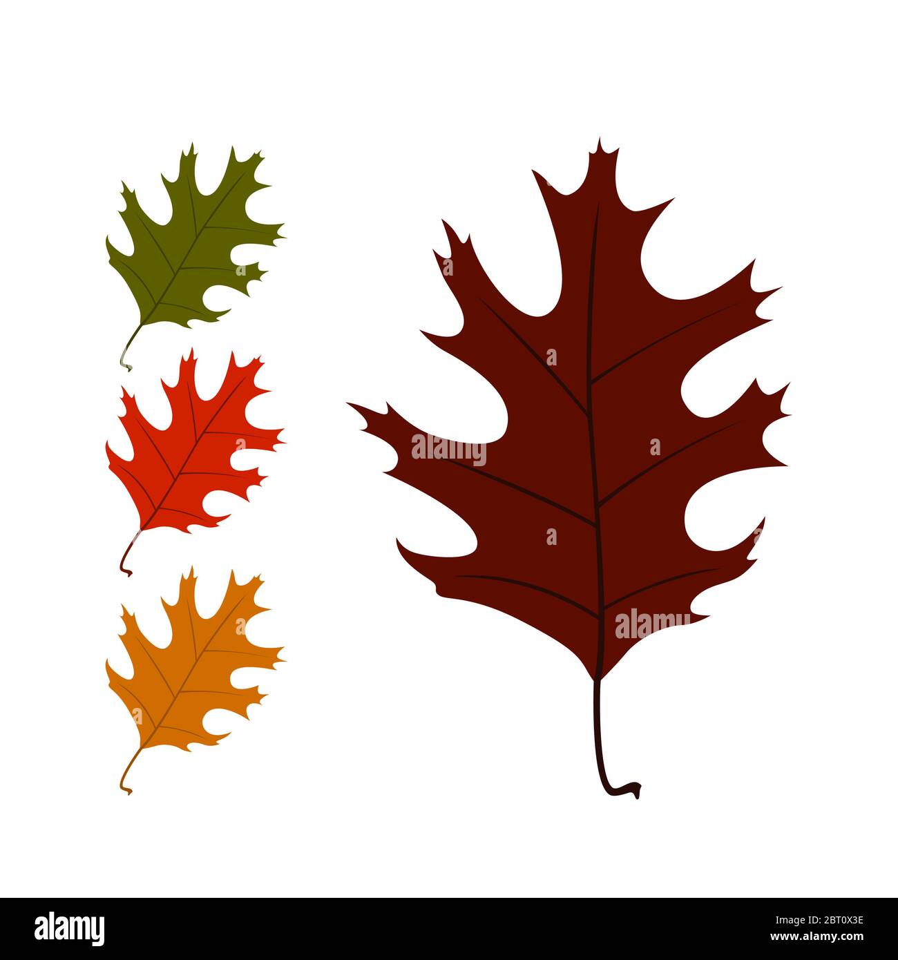 Leaves. Set of autumn leaves on white background. Vector illustration ...