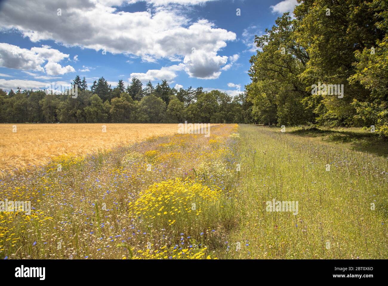 Insect biodiversity hi-res stock photography and images - Alamy