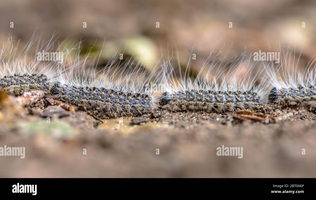 Oak processionary (Thaumetopoea processionea) caterpillars in a row on procession in june, the Netherlands Stock Photo