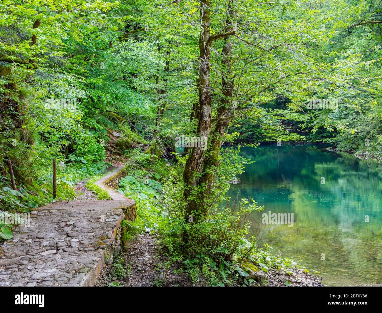 Stunning Spring Green nature color in forest near source of river Kupa in Croatia Europe foottrail trail along coast Stock Photo