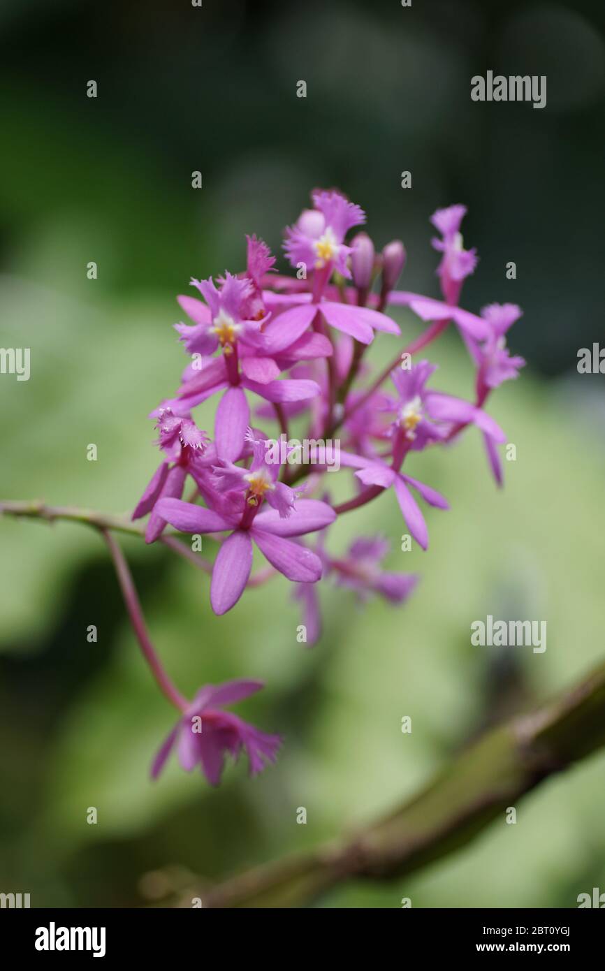 Epidendrum flexuosum Stock Photo