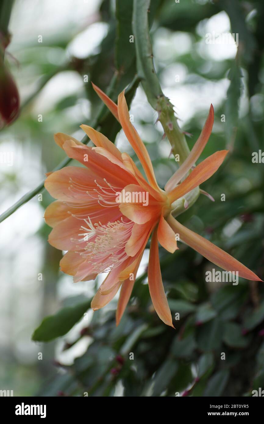 Epiphyllum 'King Midas' Stock Photo