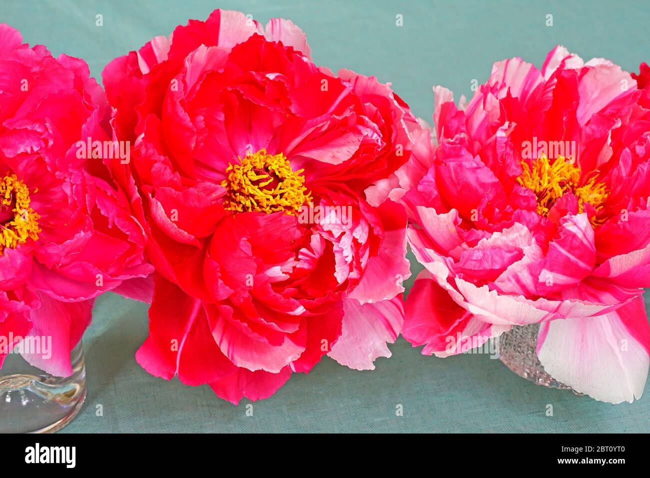 Pink tree peony flowers in a vase Stock Photo - Alamy