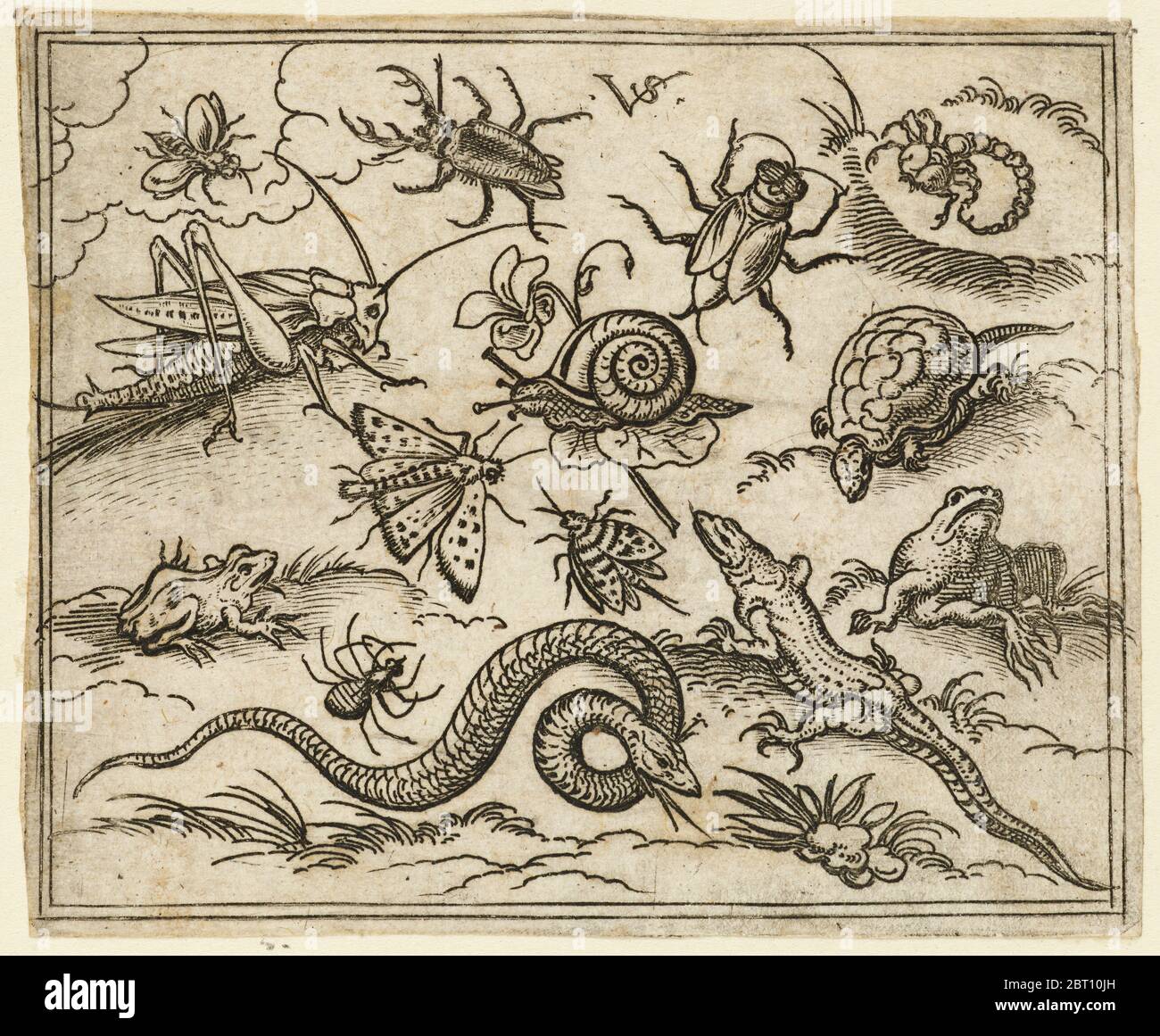 Group of insects and reptiles on plain ground with rocks, including an iguana, a lizard, a snake, a turtle, a scorpion, a snail, a spider, a beetle, and a cricket, 1557. From Douce Ornament Prints Album I. Stock Photo