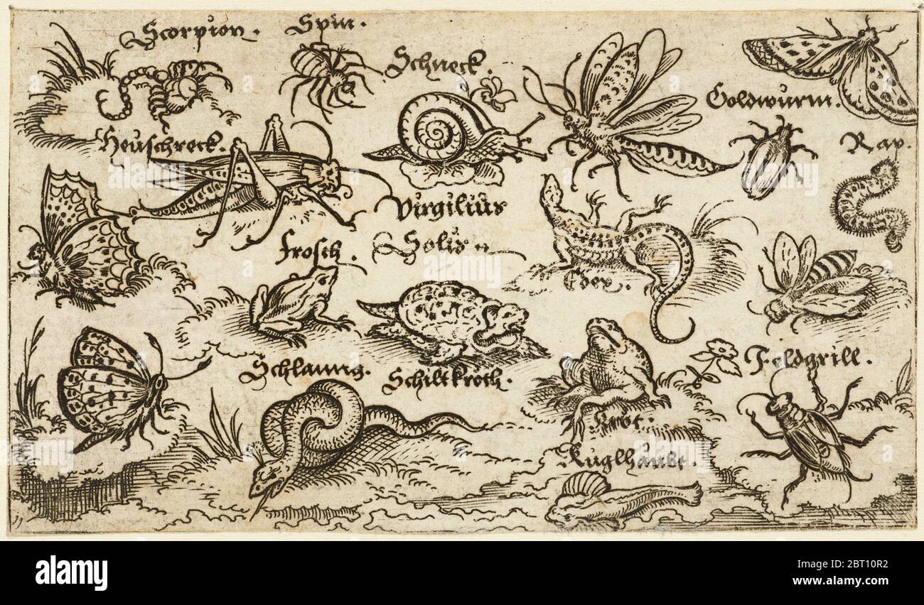 Insects, reptiles, snails, and fish on minimal ground with water in foreground, animals include a snake, turtle, cricket, frog, bee, scorpion, and caterpillar, 1572. From Douce Ornament Prints Album I. Stock Photo