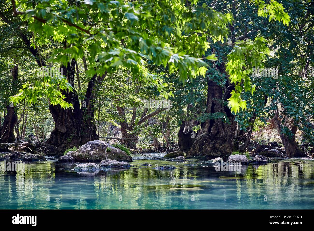 Old trees in standing water hi-res stock photography and images - Alamy