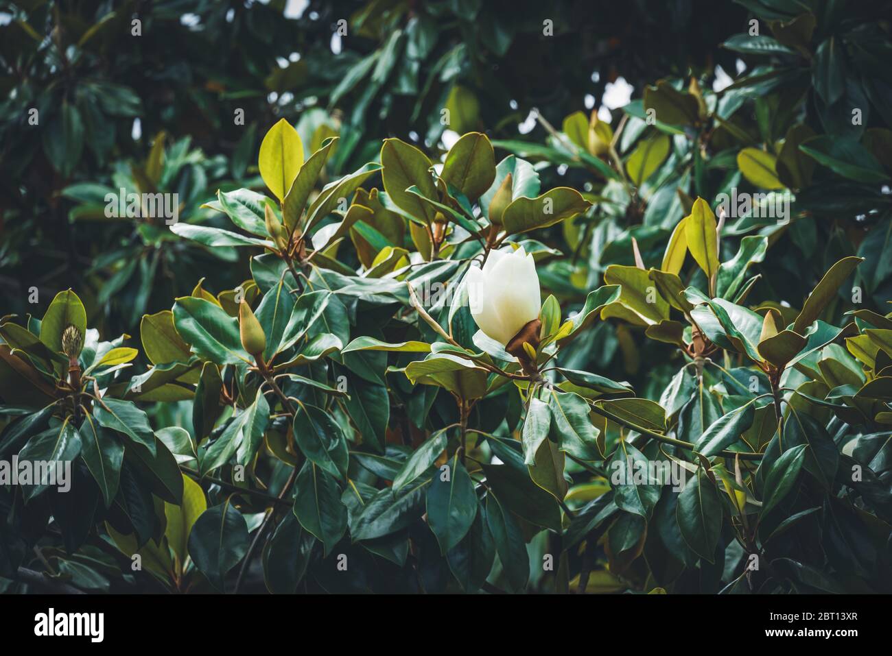 Detail of some flower buds on a Magnolia tree Stock Photo - Alamy