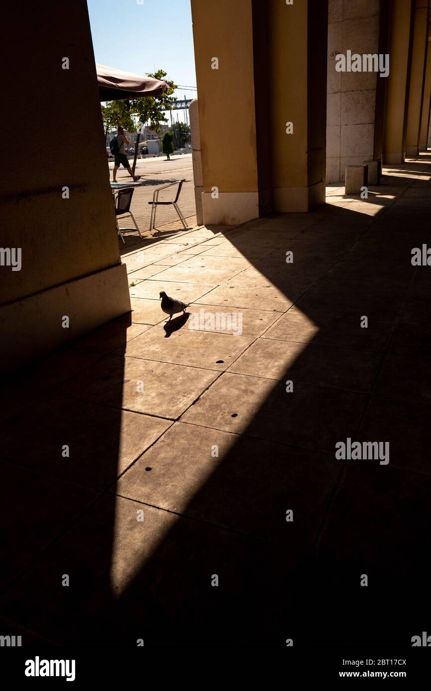 Europe, Portugal, Lisbon. Pigeon walking in a frame of light in Lisbon. Stock Photo