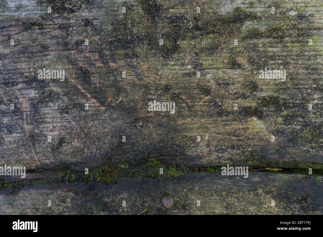old wood texture from old trunk Stock Photo